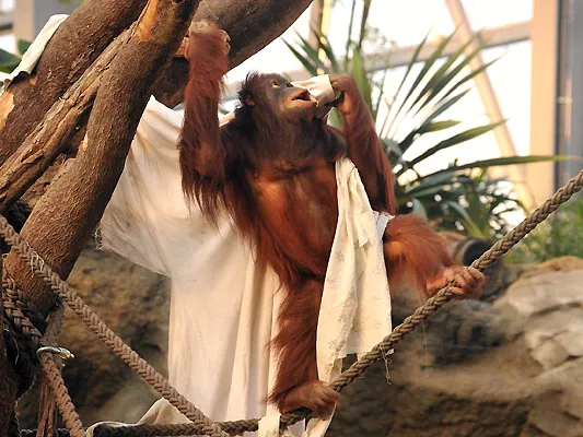 Orang-Utan im Darwineum des Rostocker Zoos