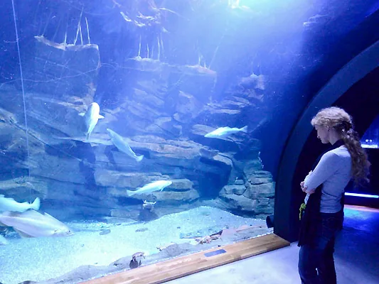 Besucherin vor einem großen Aquarium mit Ostseefischen im Ozeaneum