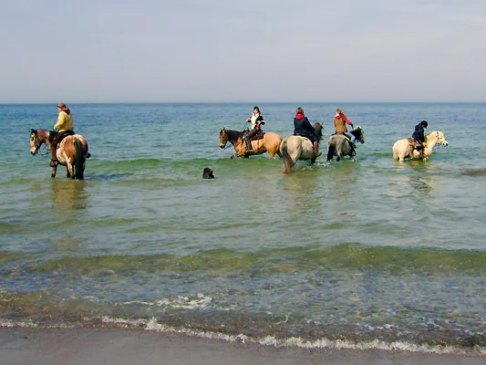 Reitergruppe mit Pferden im flachen Ostseewasser am Strand